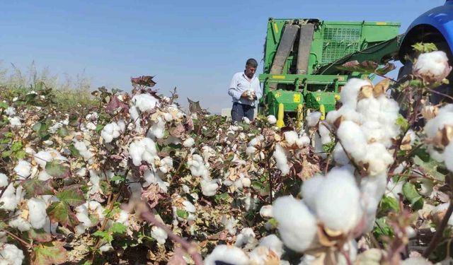 Araban Ovası’nda makineli pamuk hasadı başladı