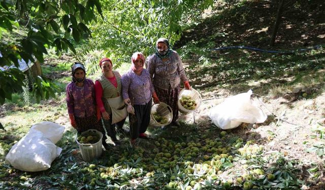 Aydın dağlarında kestane hasadı telaşı başladı