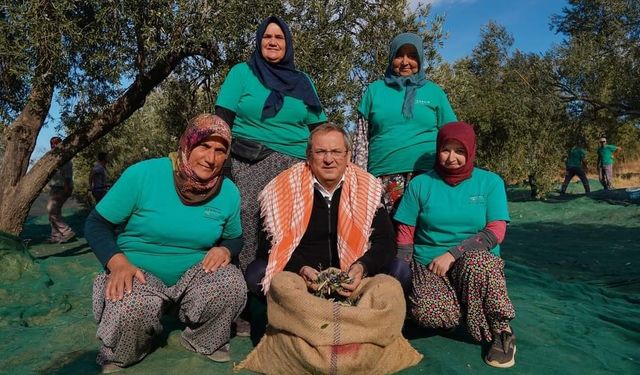 Ayvalık Belediyesi zeytinliklerinin ilk hasadı Başkan Ergin’den