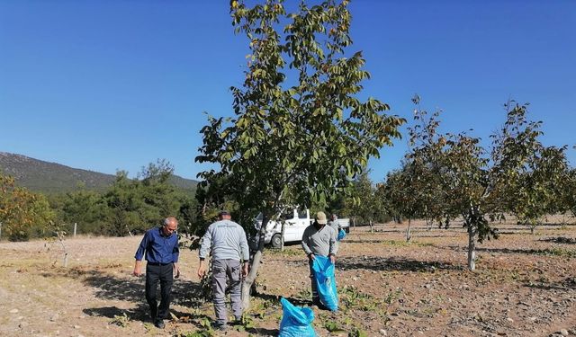 Bozkurt’ta belediyenin ceviz bahçesinde ilk hasat yapıldı