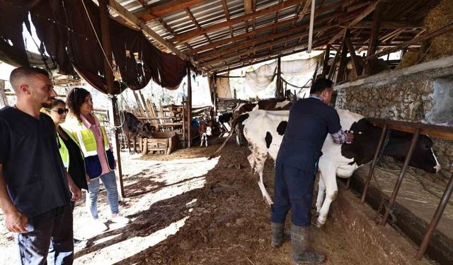 Denizli Büyükşehir mastit hastalığıyla mücadele başlattı