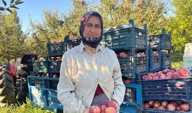 Elma verimi üreticinin yüzünü güldürdü