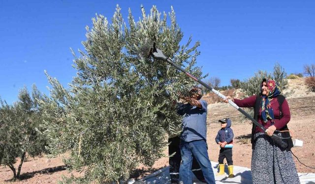 Gaziantep’te zeytin hasadı başladı