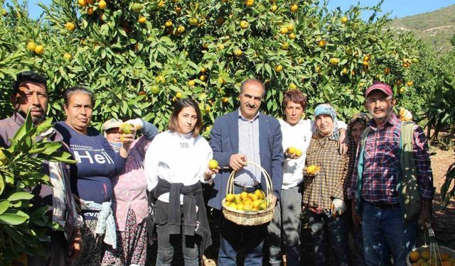 Satsuma mandalinanın ihracat yolculuğu 18 Ekim’de başlıyor