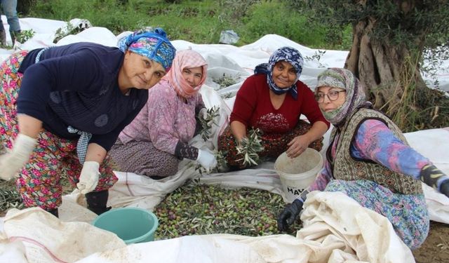 Sofralık zeytin üretiminin yüzde 10’unu Aydın karşılıyor