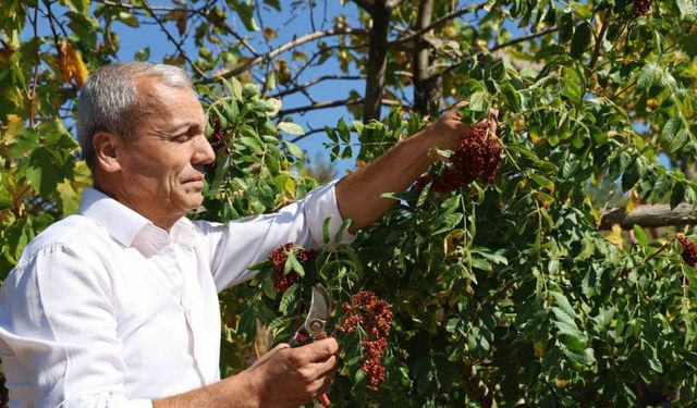 "Sumakçı Dede" bir ilke imza attığı sumakları miras bıraktı