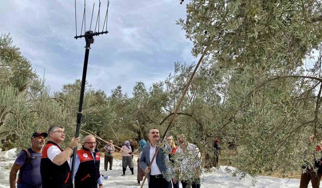 Vatandaş ile birlikte zeytin hasadı yaptılar