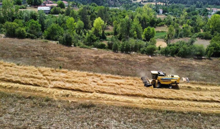 Buğdayın atası ’siyez’de hasat dönemi başladı