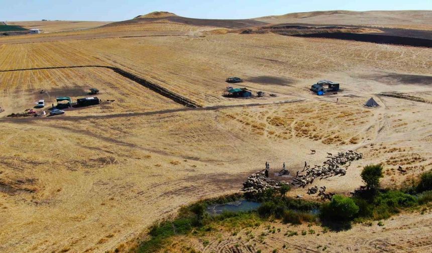 Diyarbakır’ın yaylalarında konargöçer aileler zorlu yaşamını idame ettiriyor