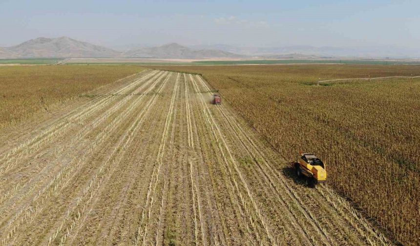 Kahramanmaraş’ta çerezlik ve yağlık ayçiçeği hasadı