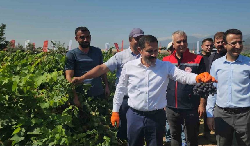 98 bin ton rekoltenin beklendiği Hassa üzümünde hasat vakti