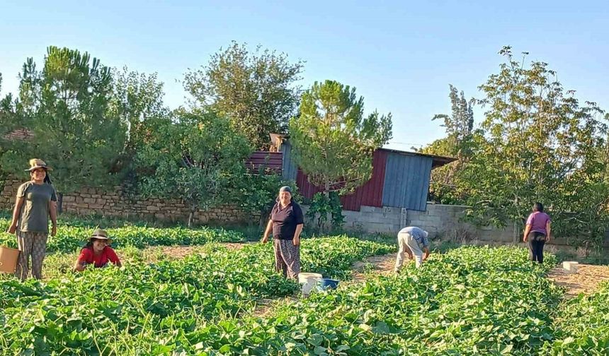 Başmakçı’nın kornişon salatalığı Avrupa sofralarını süslüyor