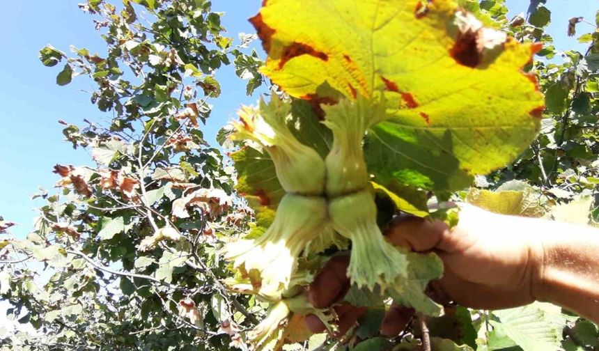 Bolu’da fındıkta hasat zamanı