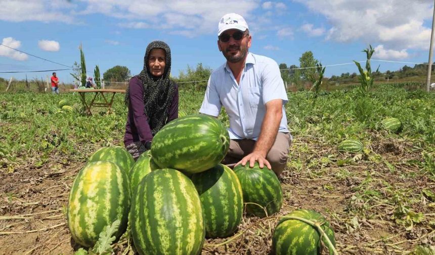 Coğrafi işaretli Kandıra karpuzunda hasat zamanı