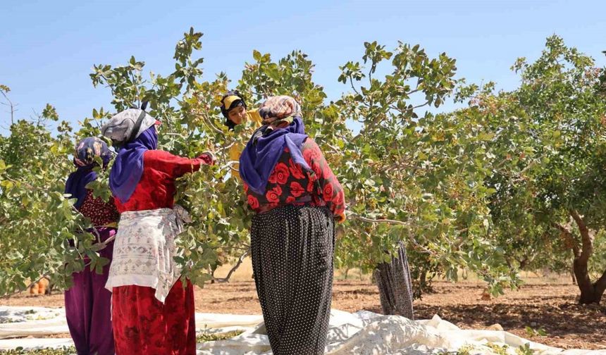 Diyarbakır fıstığında hasat: Üretici geçen seneye nazaran rekolteden memnun