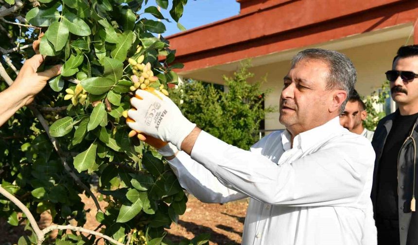 Fıstıkta 180 bin ton rekolte bekleniyor