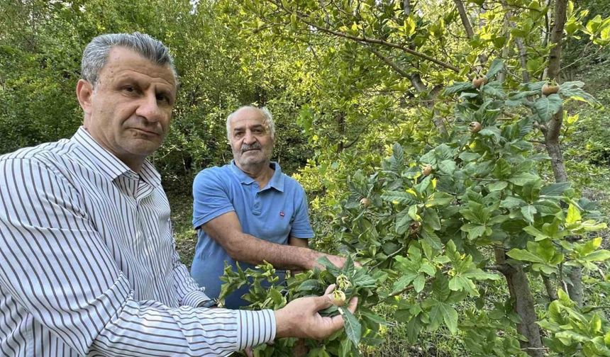 Japonya’nın muşmula meyvesi Yüksekova’da yetişti