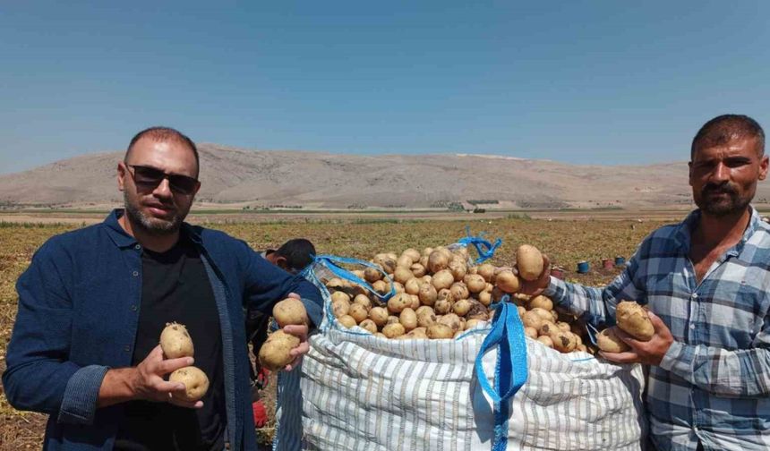 Kışlık ’agria’ cinci patateste hasat başladı