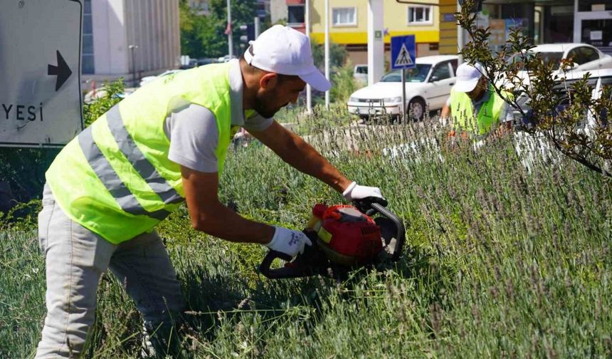 Lavantalardan bu yıl da organik ürünler üretilecek