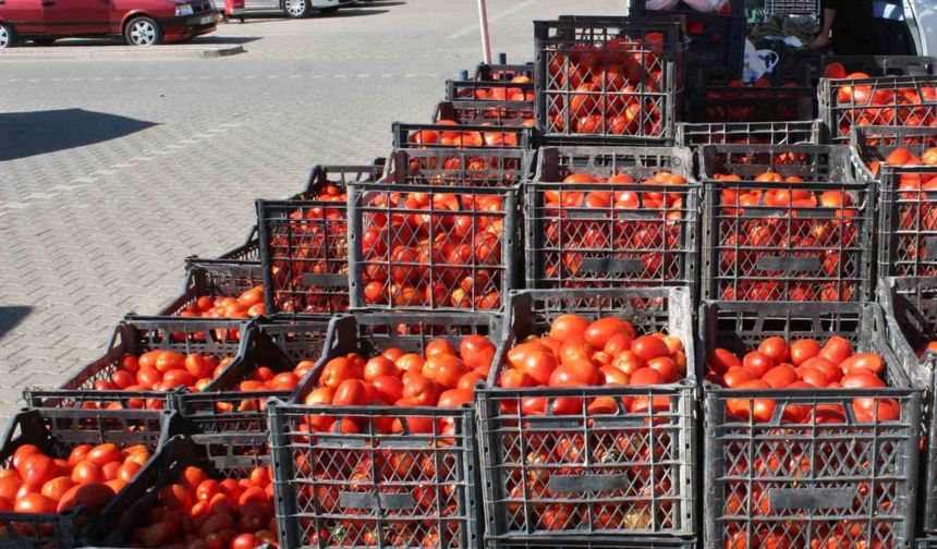 (ÖZEL) Salçalık domatesler görücüye çıktı