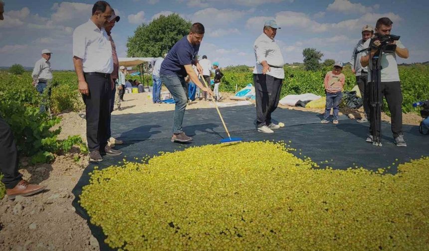 Peygamber üzümünün kurutulma yolculuğu başladı