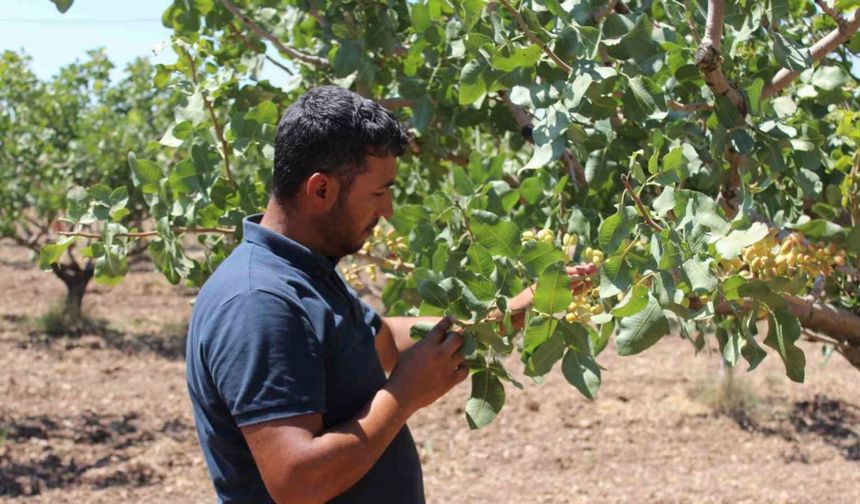 Siirt’te iklim değişikliği sebebiyle fıstık rekoltesinde düşüş bekleniyor