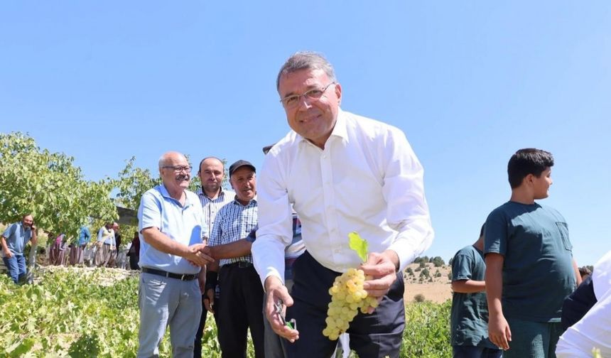 Silifke’de sofralık üzüm hasadı başladı