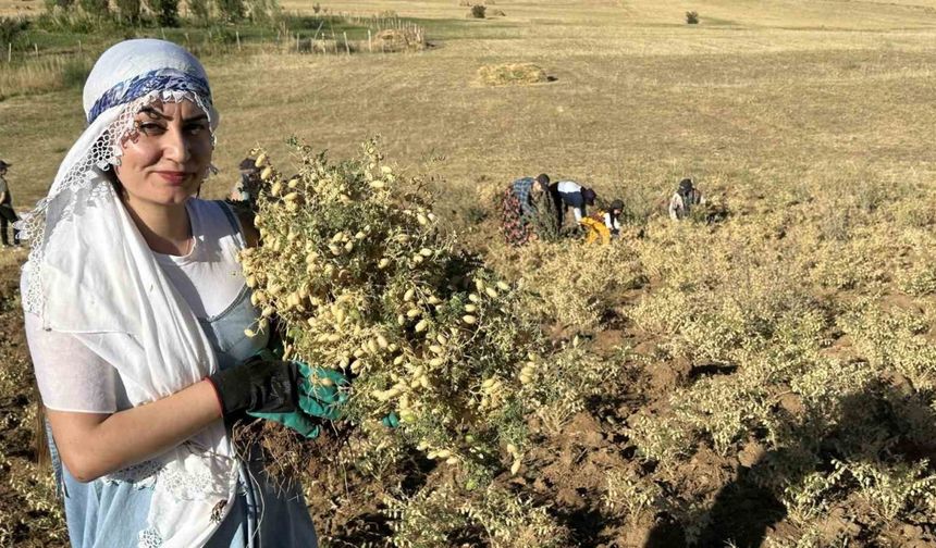 Yüksekova’da kadınlar elleriyle nohut hasadı yaptı