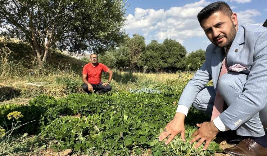 Yüksekova’da yer fıstığı yeryüzüne çıktı