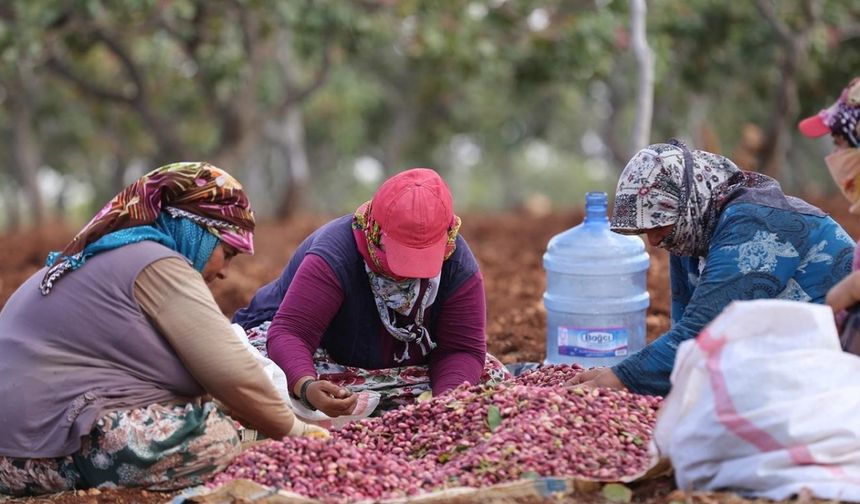 Antep fıstığını kavlatma mesaisi sürüyor