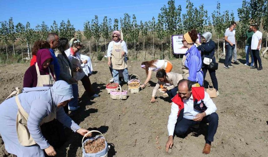 Çorum’da safran üretimi için ilk adım atıldı