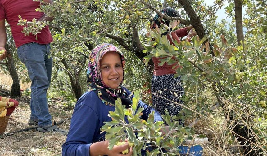 Depremzede üreticinin hasadından memnun olduğu alıç ihraç ediliyor