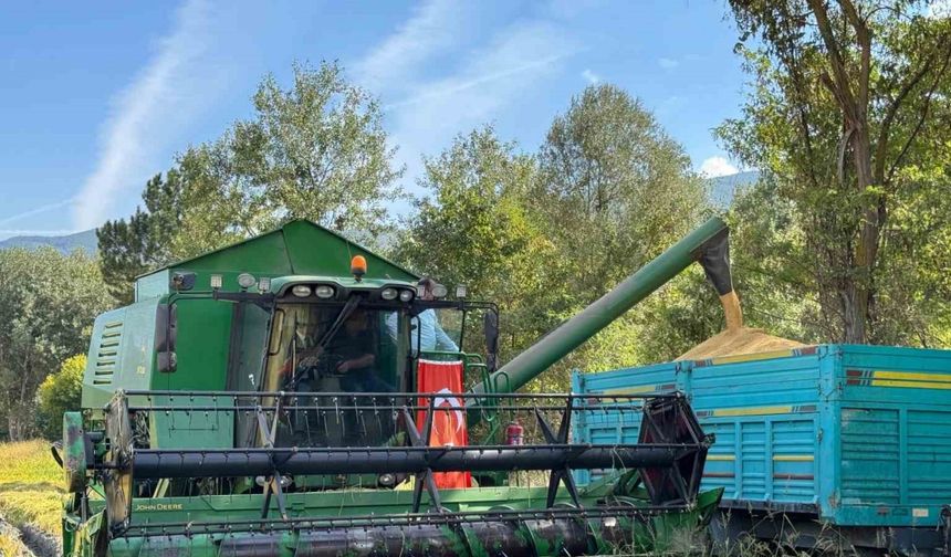 Kastamonu’da 2 bin 200 dekar alanda ekilen çeltiğin hasadına dualarla başlandı