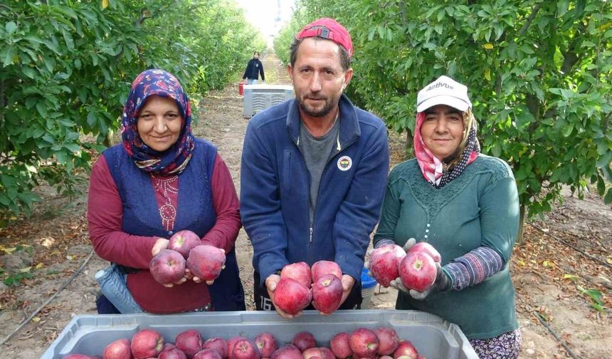 Türkiye’nin elma bahçesi Isparta’da hasat başladı