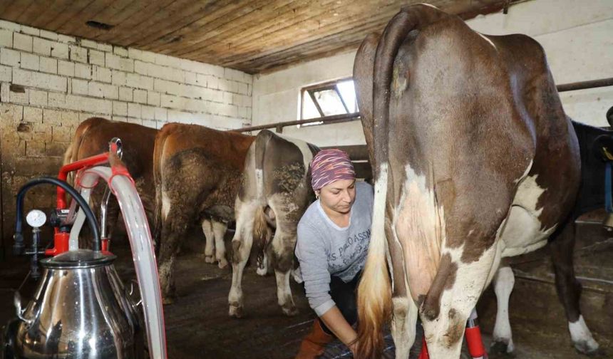 Üreten kadın: Tek başına 20 büyükbaş hayvana bakıyor