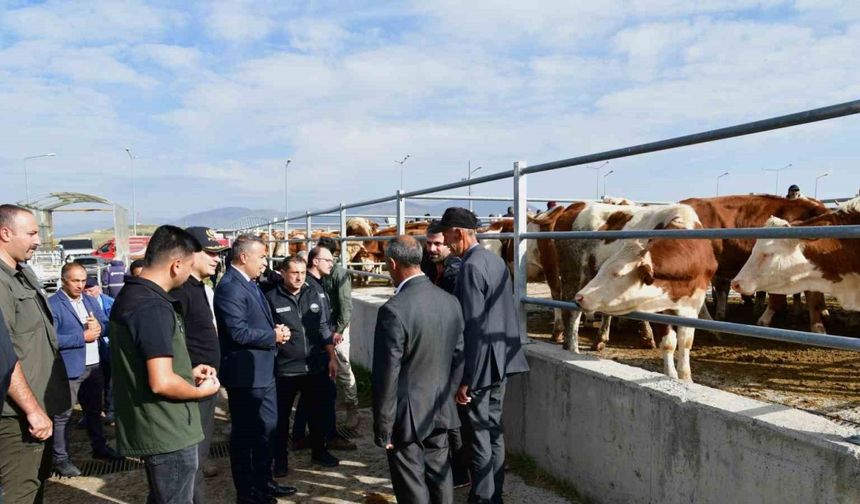 Vali Çiçek, Ardahan hayvan pazarında incelemelerde bulundu