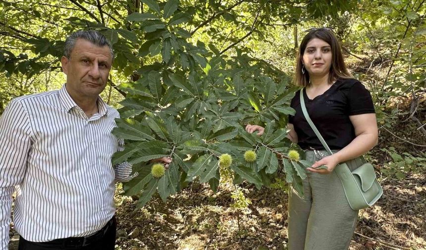 Yüksekova’da kestaneler canlanıyor: Ekim ayında hasada başlanacak