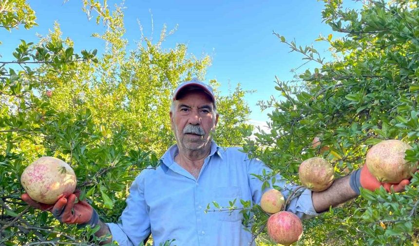 Avrupa Birliği tescilli narın hasadı başladı