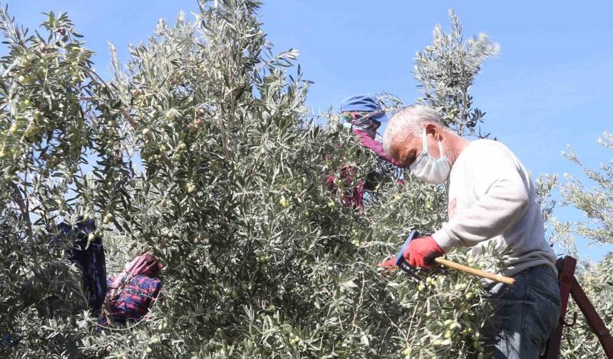 Başkan Murat Orhan’dan erken zeytin hasadına uyarısı