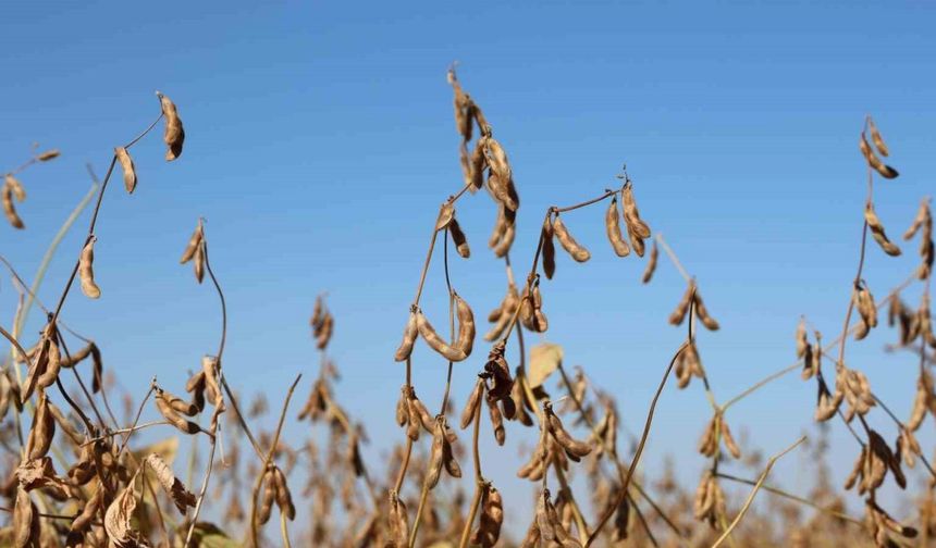 Diyarbakır’da bu yıl 35 bin dekar soya fasulyesi ekildi