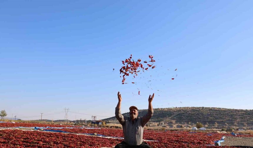 En acı hasat: Maraş biberinde üretim 50 bin ton