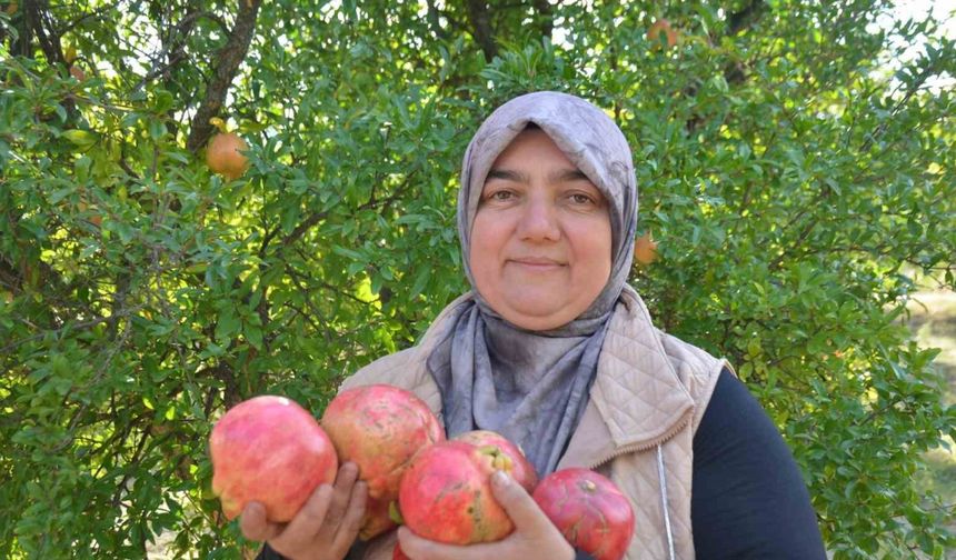 İnhisar’ın ünlü ’Deve dişi’ narında bu yıl verim yüksek