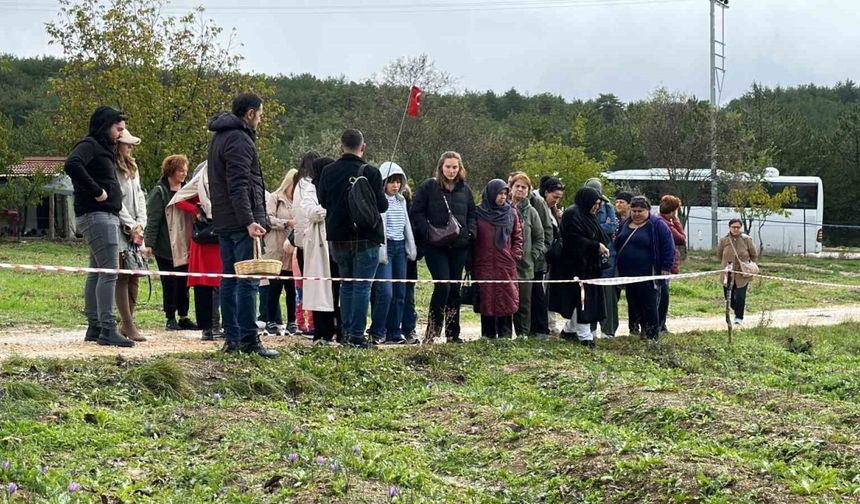 Mor yapraklı, kırmızı lifli safranı görmek için tarlalara akın ediyorlar