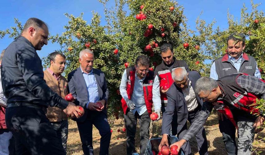 Şanlıurfa’da üretilen Hicaz Narı dünyaya ihraç ediliyor