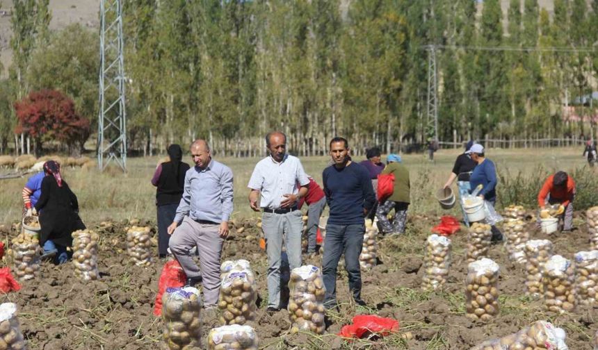 Sivaslı patates üreticisi aracıları ortadan kaldırdı, kendi üretip kendi satıyor