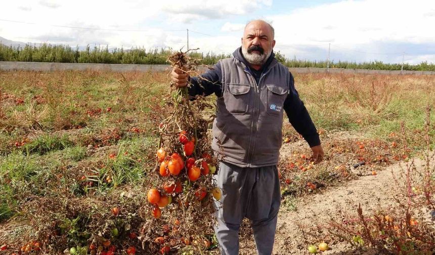 Soğuk hava tarlaları vurdu, tonlarca sebze dondu