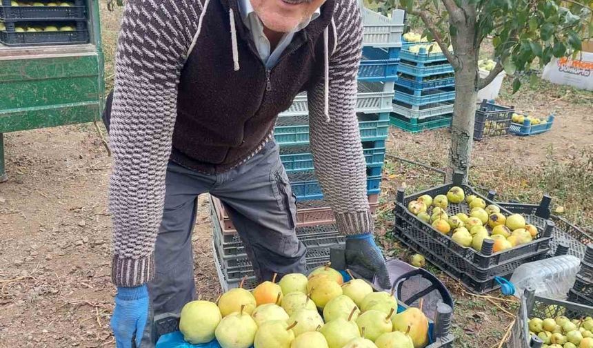 Sungurlu’da deveci armudu hasadı başladı